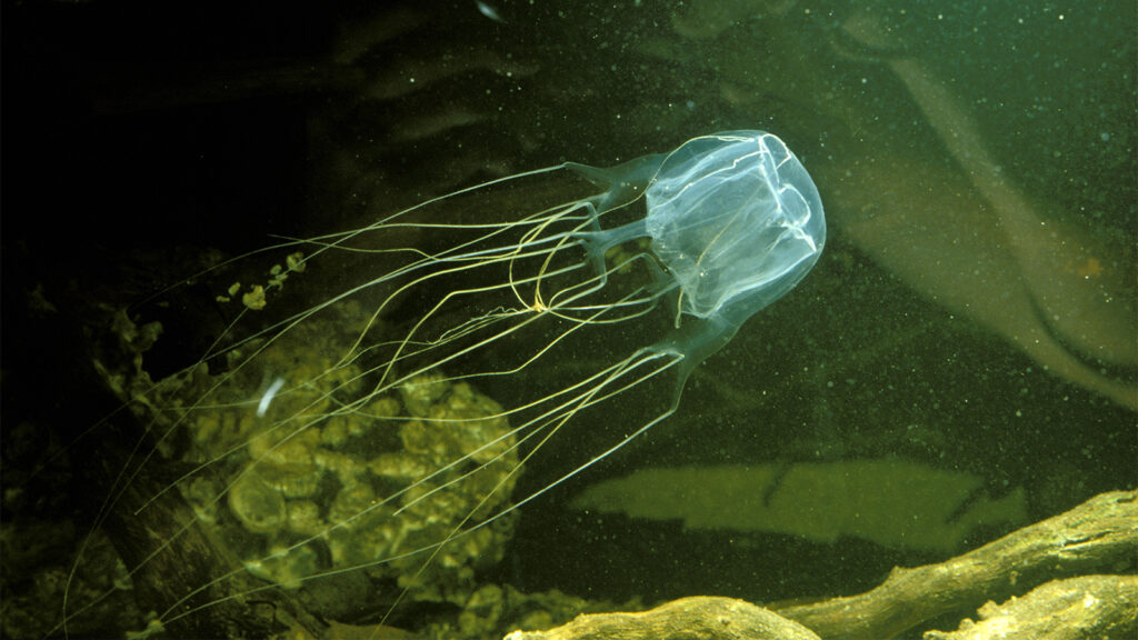 4 Most Poisonous Sea Creatures in 2024