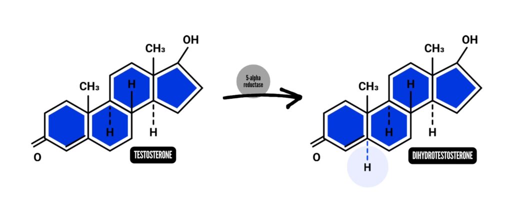 how is dht made testosterone to dht