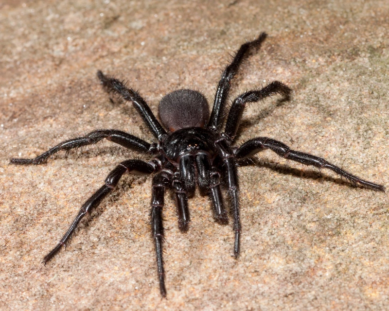 pests funnel web spider