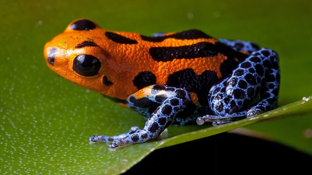 poison dart frog orange blue 16x9 4