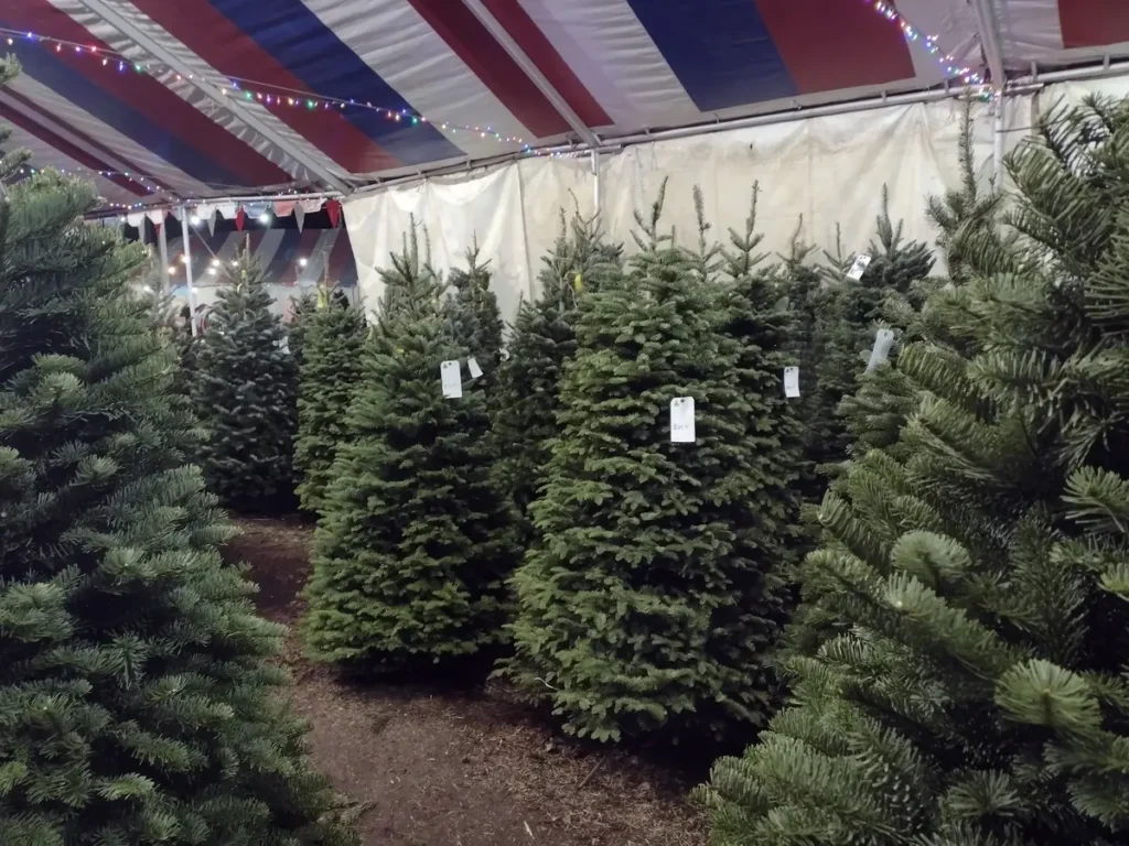 Top 10 Christmas Tree Farms in the US to Visit