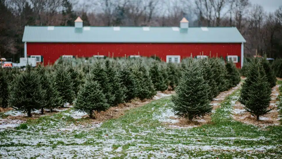 christmas tree farms in Chester County 970x550 1