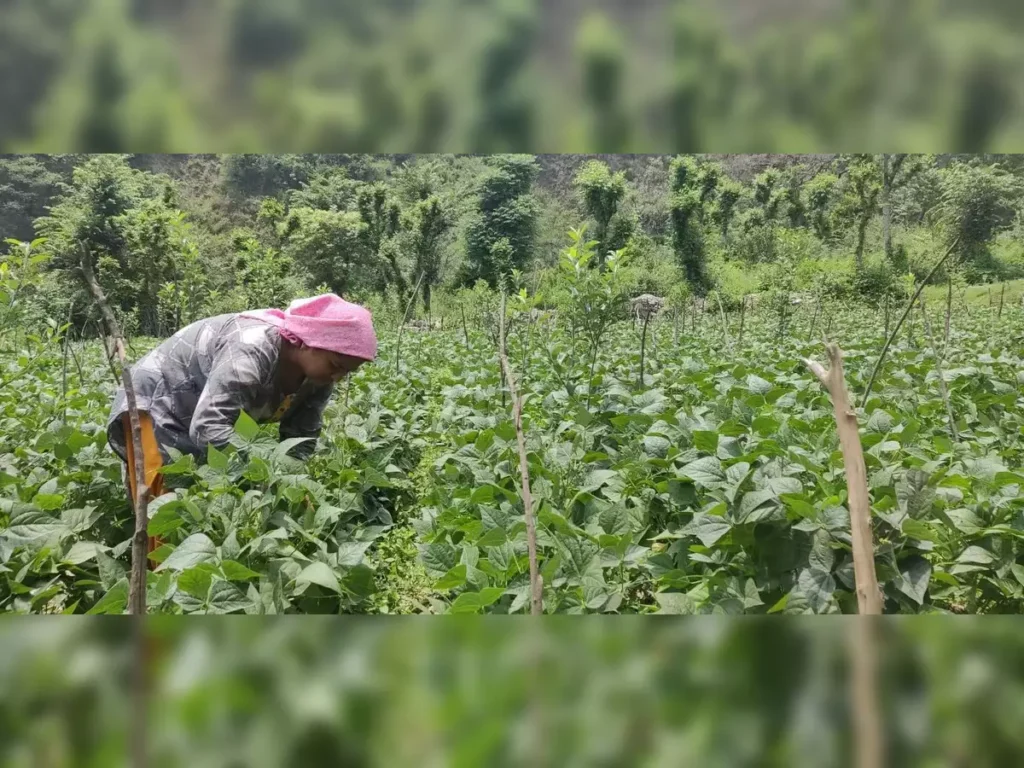 Crop Insurance for Himachal Farmers